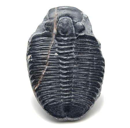 三葉虫の化石・写真画像